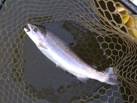 大安トラウトレイク 釣果